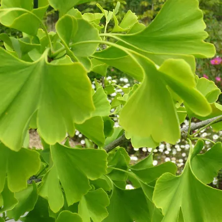 Twin Ginkgo *