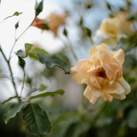 Twin Ginkgo * Giverny
